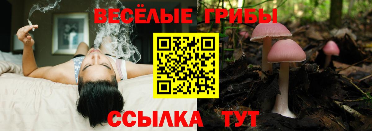 Анжеро-Судженск  магазин    Вход с VPN  Псилоцибиновые грибы GOLDEN TEACHER 